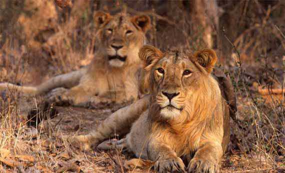 Gir National Park