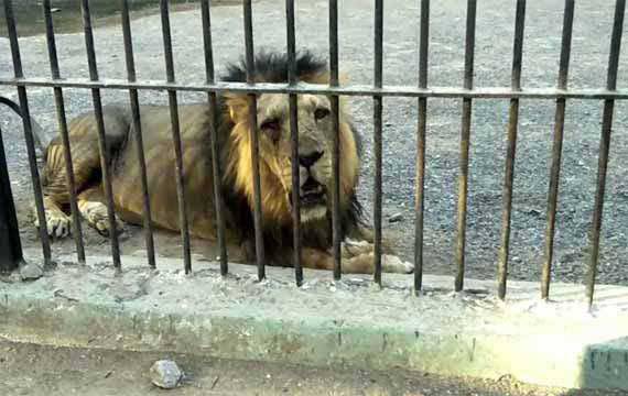 Sakkar Baug Zoo